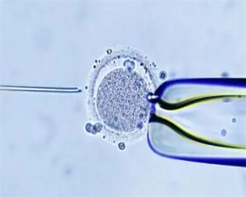 试管供卵中心_专业供卵中心地址,2026安徽供卵试管婴儿费用一览，附安徽供卵试