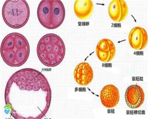 供卵试管过程_供卵中介有哪些,台湾新竹送子鸟供卵试管(台湾送子鸟供卵试管的