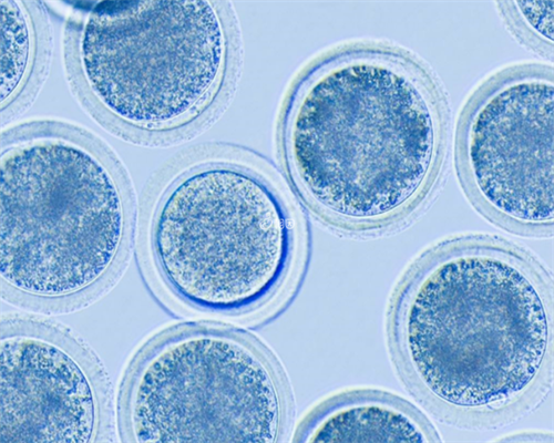 济南代怀医院官网,济南有供卵医院吗(山东试管成功率最高的医院)